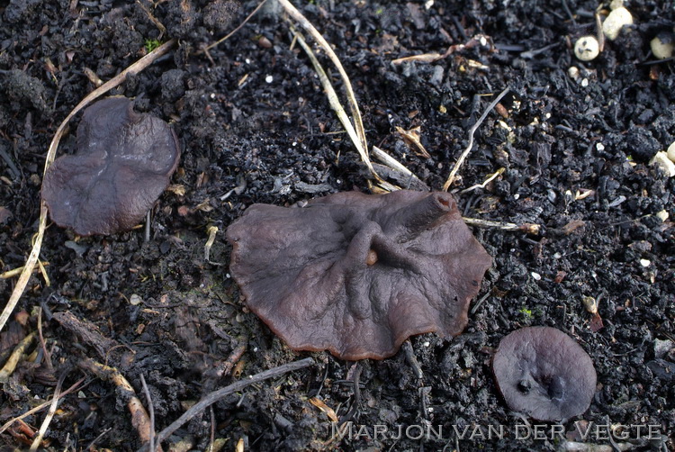 Zwarte brandplekbekerzwam - Plicaria anthracina